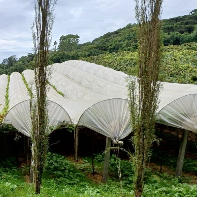 Cubiertas para huerto de uvas Lonas de LDPE