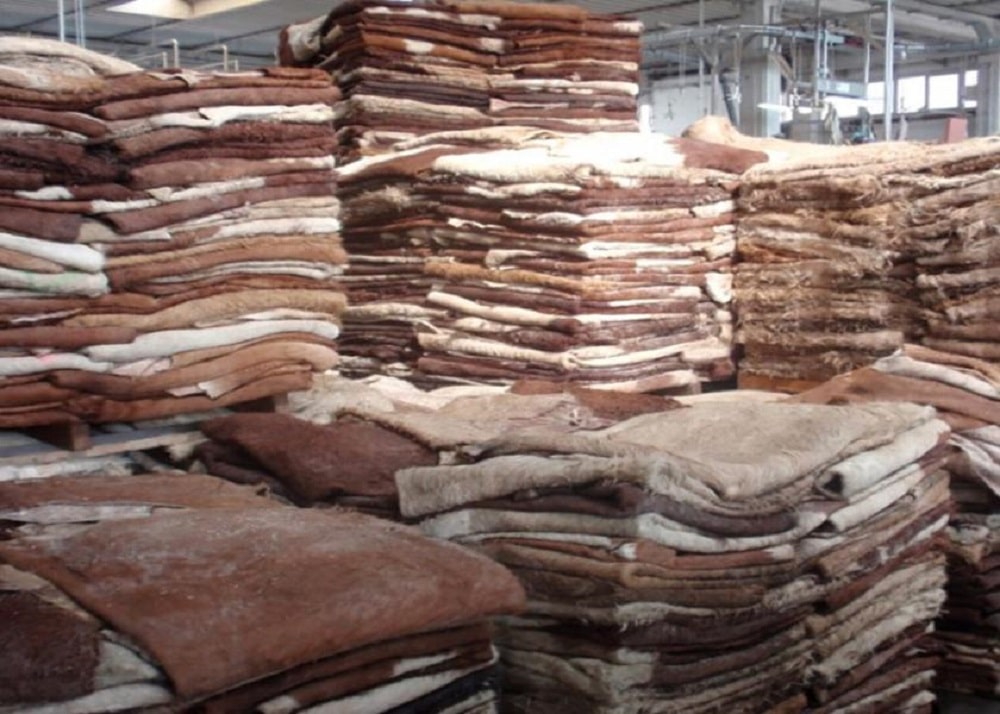 Raw-Cattle-Hides-for-Leather-Production-Sema-Asia-min.jpg
