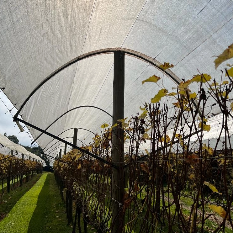 Cubiertas para huerto de uvas Lonas de LDPE