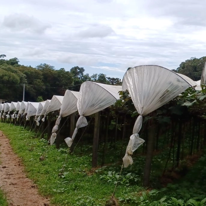 Cubiertas para huerto de uvas Lonas de LDPE